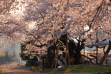 夕陽に耀く延命地蔵堂の桜