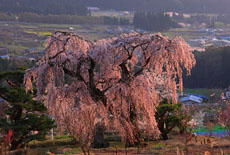 弁天さんのしだれ桜