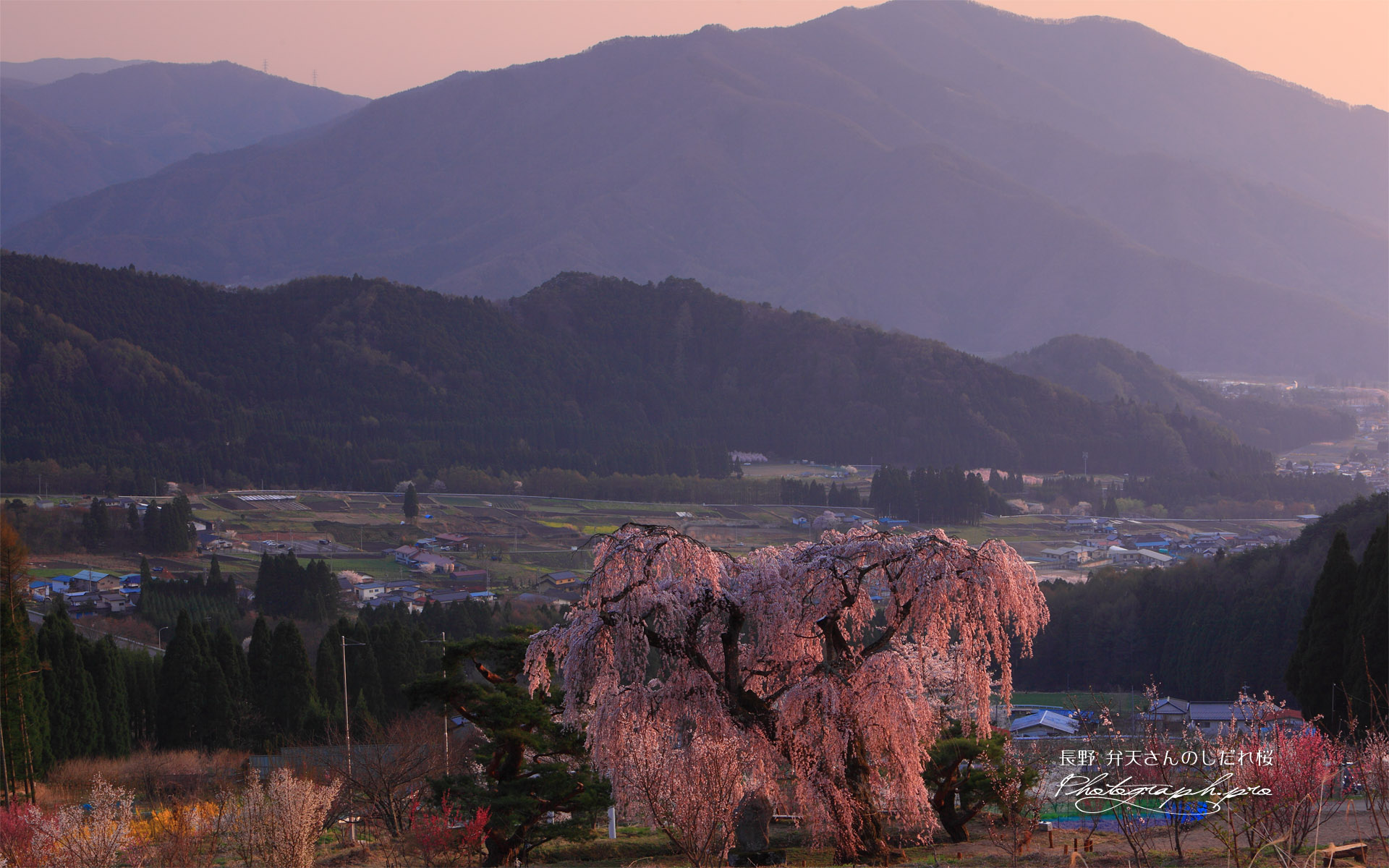弁天さんのしだれ桜と妙徳山