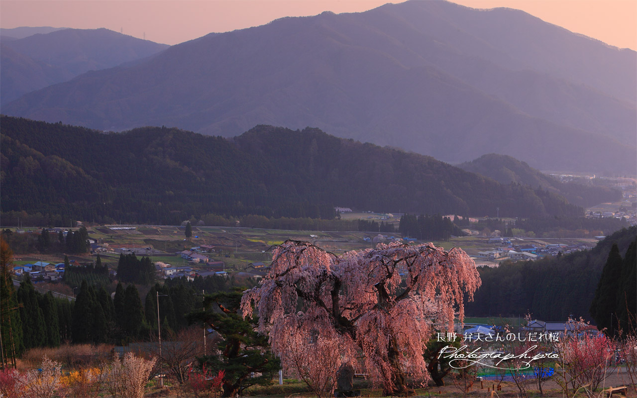 弁天さんのしだれ桜と妙徳山 壁紙