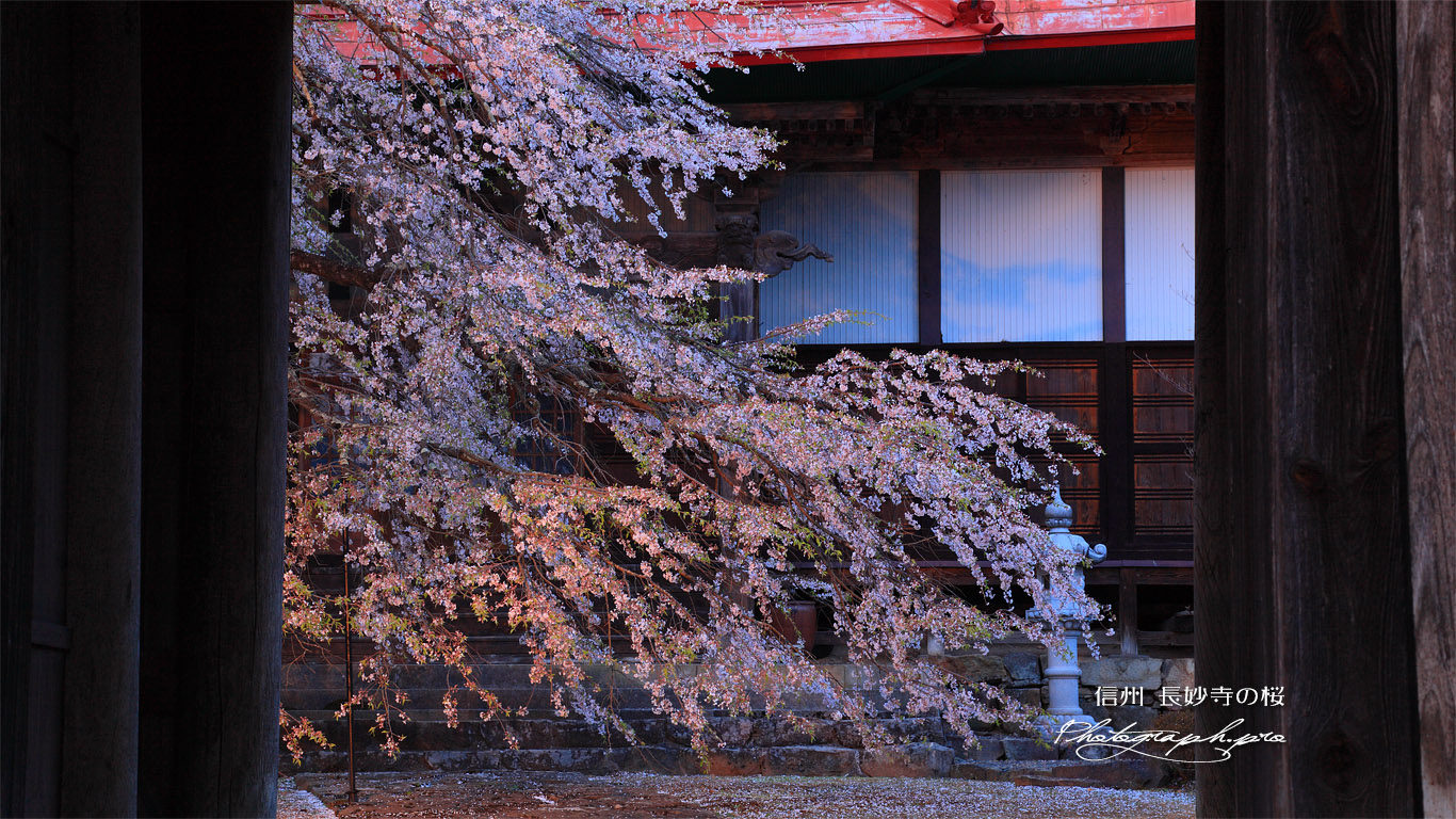 長玅寺のシダレザクラ 壁紙