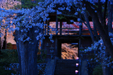長玅寺の桜 灯籠