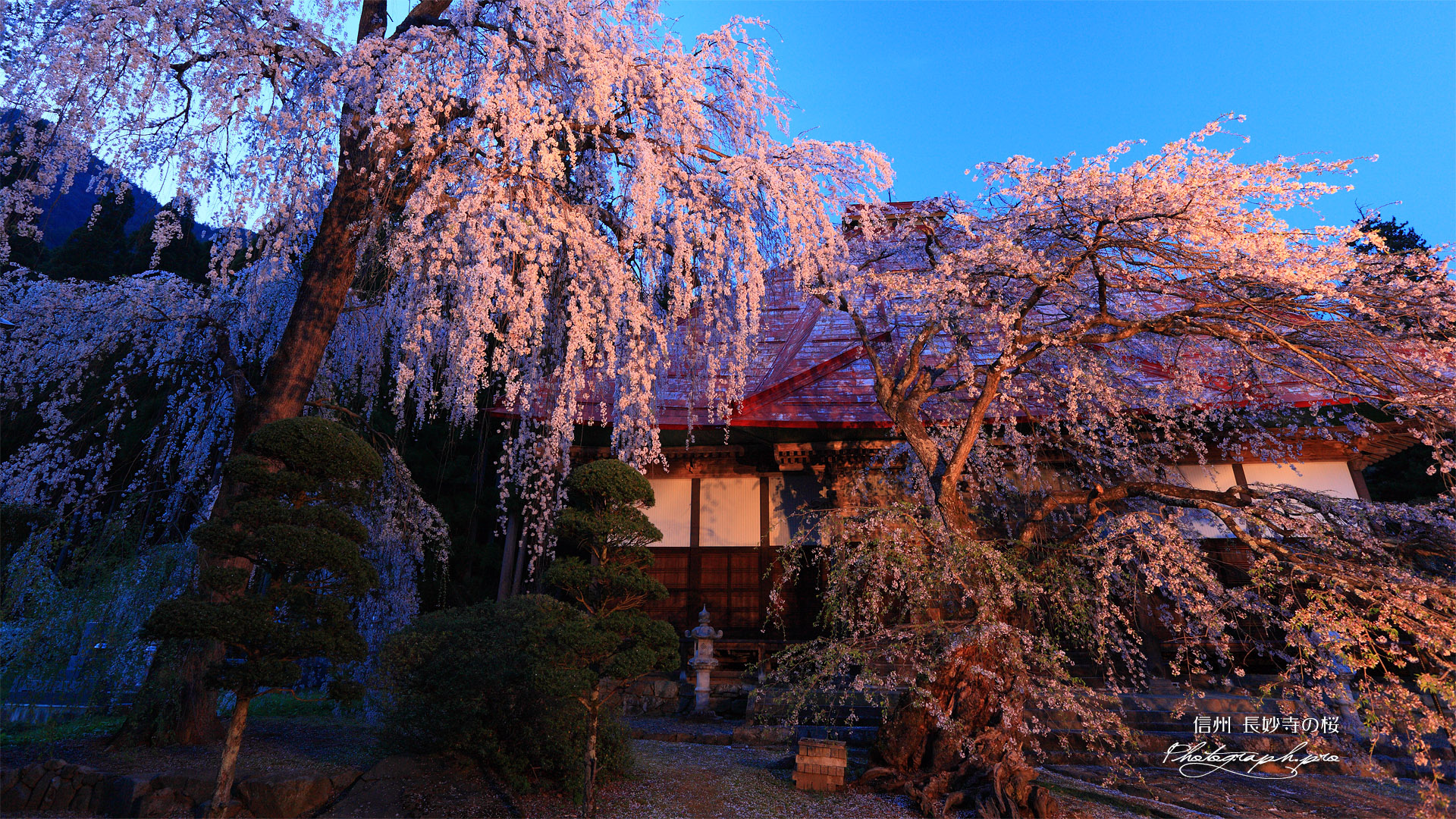 長玅寺の桜枝垂桜