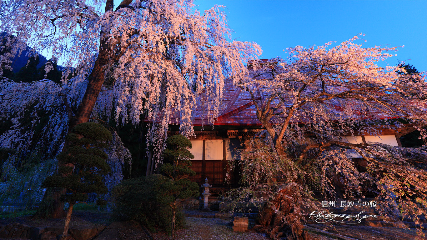 長玅寺の桜枝垂桜 壁紙