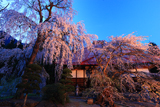 長玅寺の桜枝垂桜
