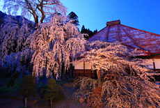 長玅寺の桜
