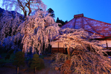 長玅寺の桜