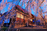 長玅寺の桜 花すだれ