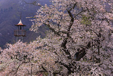 山口奨学桜