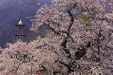 山口奨学桜