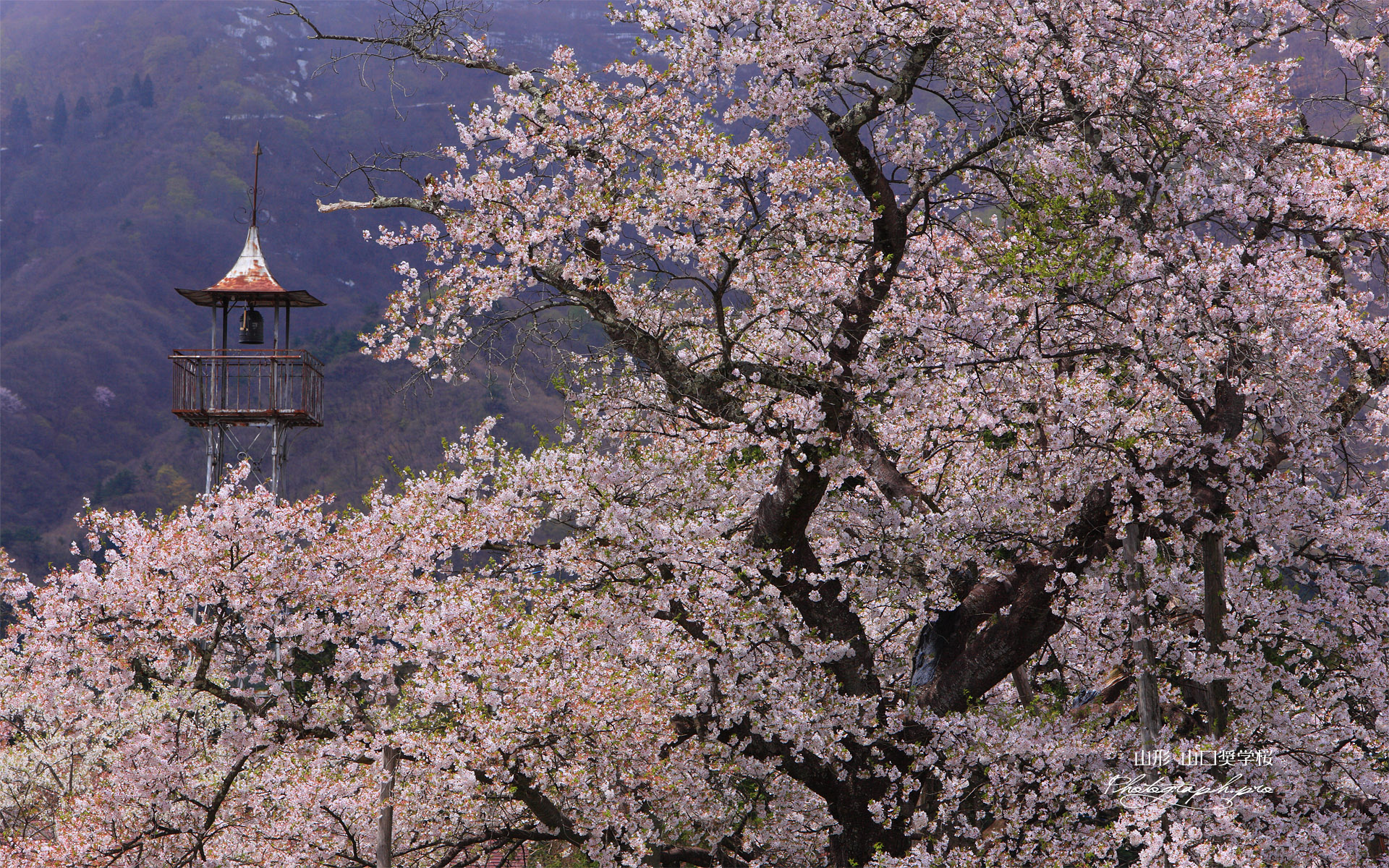 山口奨学桜
