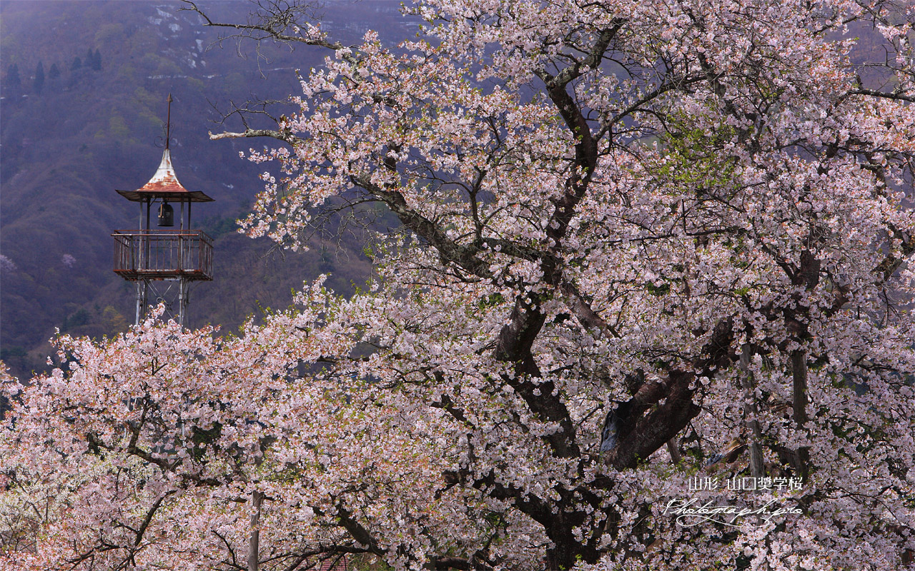 山口奨学桜 壁紙