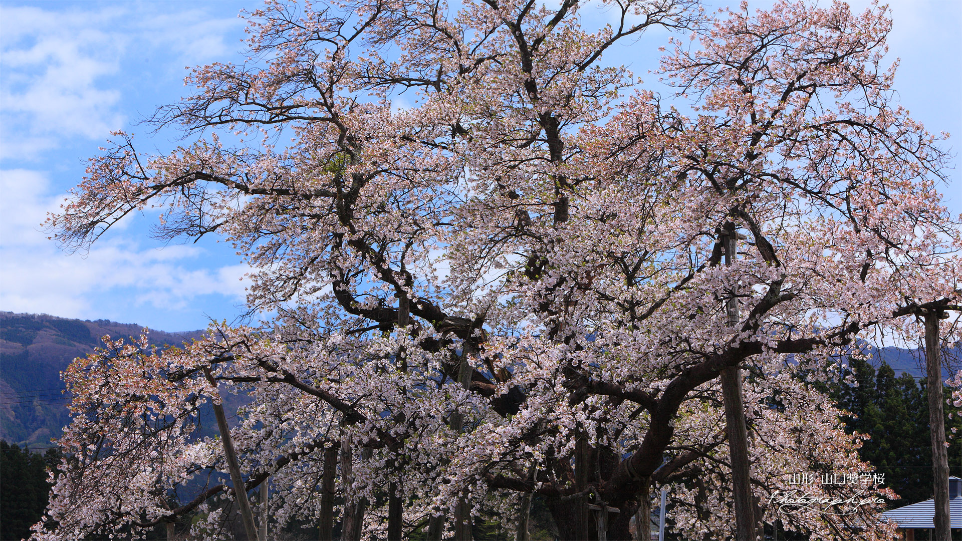 山口奨学桜 散り始め