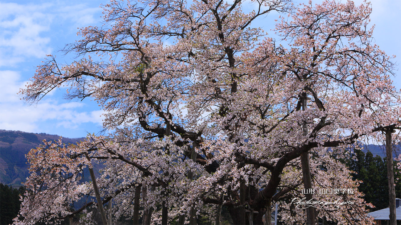山口奨学桜 散り始め 壁紙
