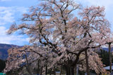山口奨学桜 散り始め