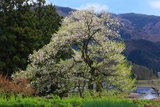 子守堂のエドヒガン桜