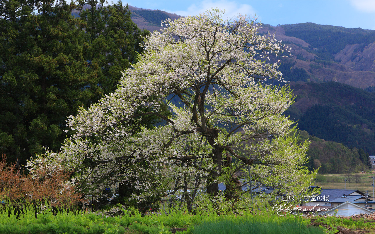 子守堂のエドヒガン桜 壁紙