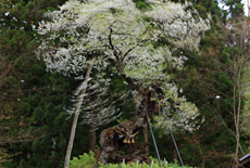 赤坂の薬師ザクラ