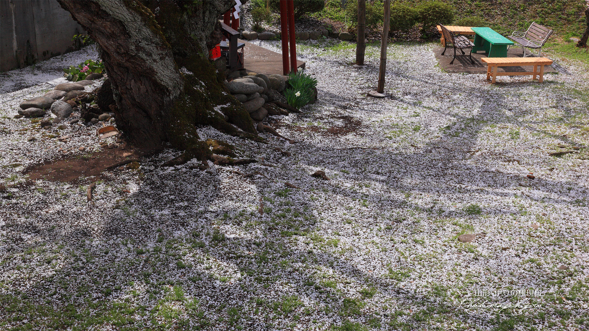 伊豆大権現の種まき桜
