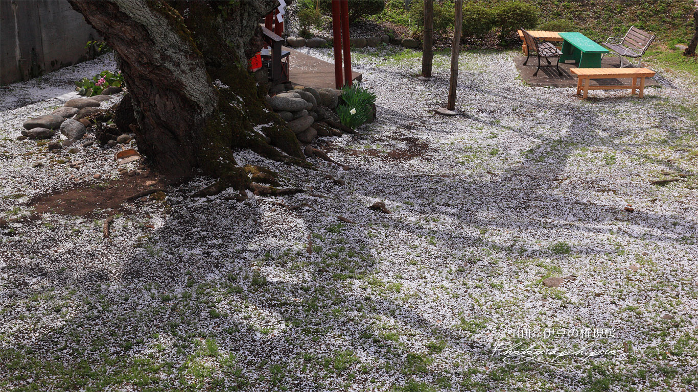 伊豆大権現の種まき桜 壁紙