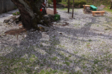 伊豆大権現の種まき桜