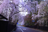 角館武家屋敷通りの枝垂れ桜