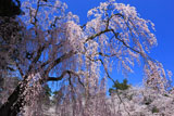 弘前城 二の丸大枝垂れ