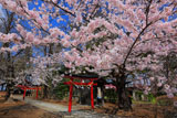 弘前 天満宮の染井吉野