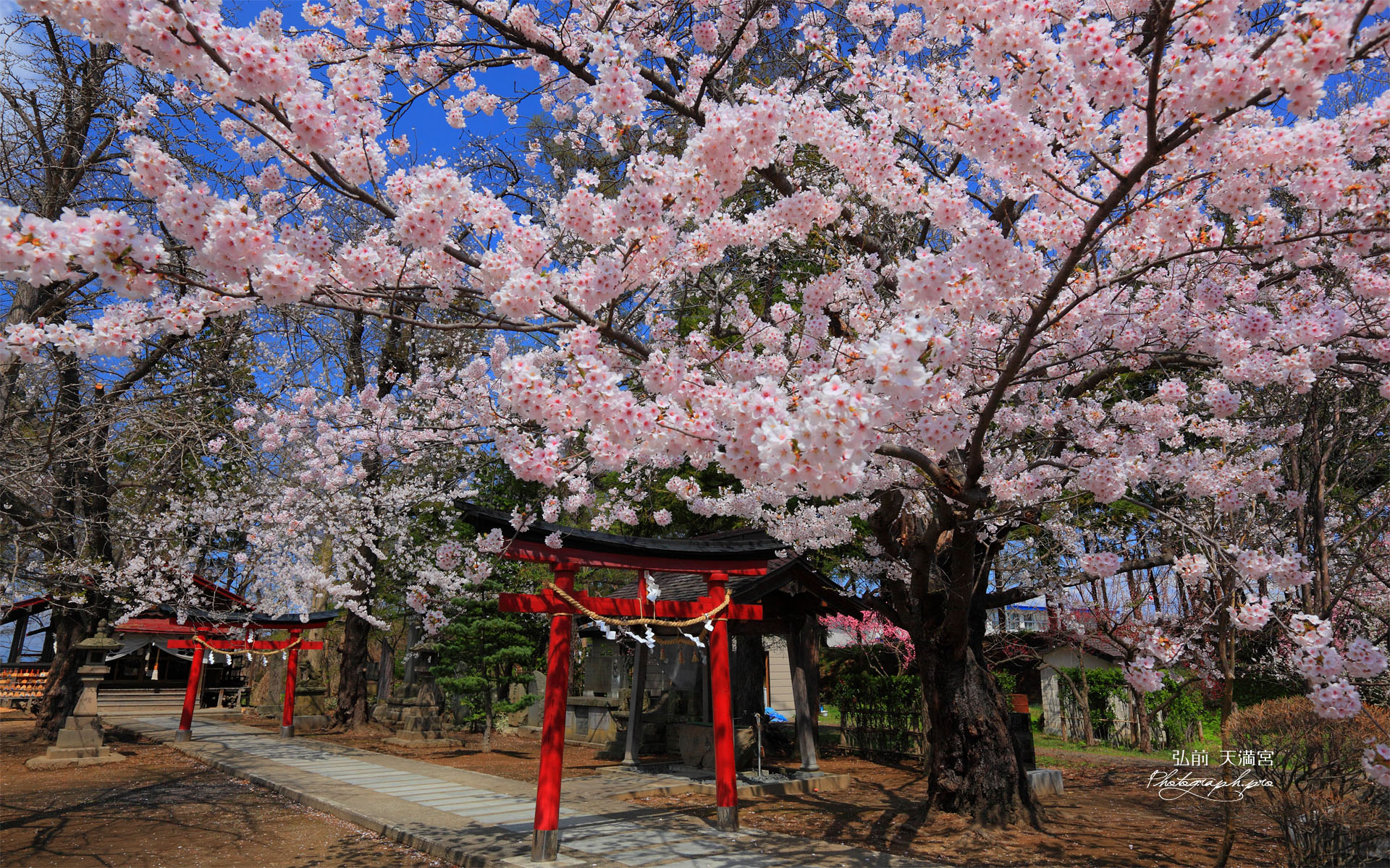 弘前 天満宮の染井吉野