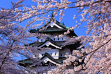 弘前城 桜と天守閣