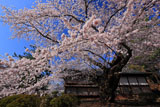 弘前城 日本最古の染井吉野