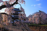 弘前城 御滝桜