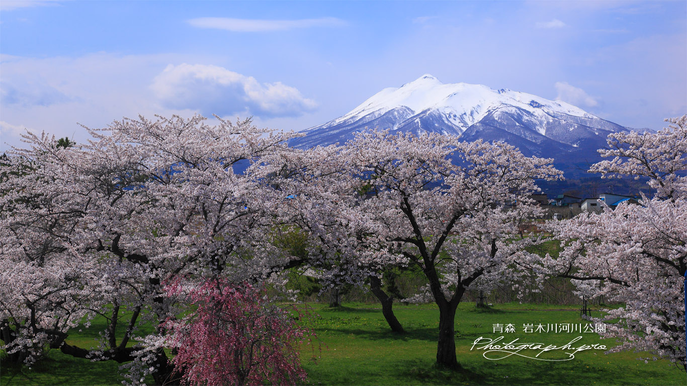 青空の岩木山と岩木川河川公園の桜 壁紙