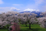 青空の岩木山と岩木川河川公園の桜