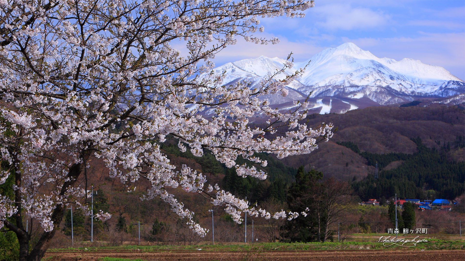 鰺ヶ沢町の桜 浜横沢からの岩木山