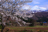 鰺ヶ沢町の桜 浜横沢からの岩木山