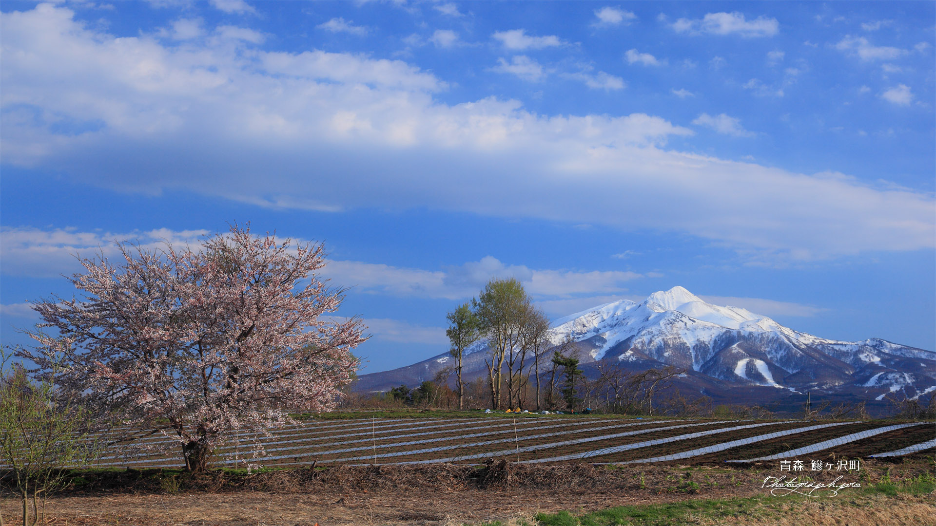 豊旗雲と鰺ヶ沢町の桜