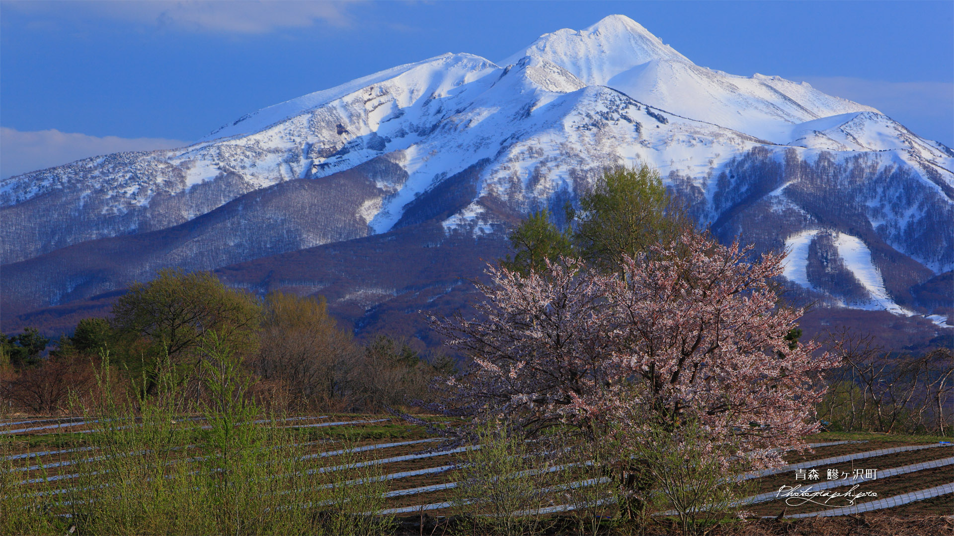 鰺ヶ沢町の桜
