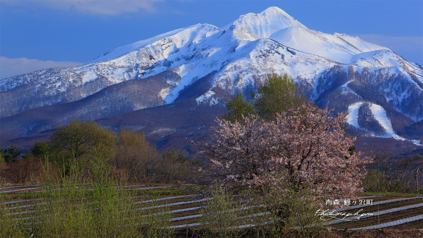 鰺ヶ沢町の桜 壁紙