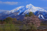 鰺ヶ沢町の桜