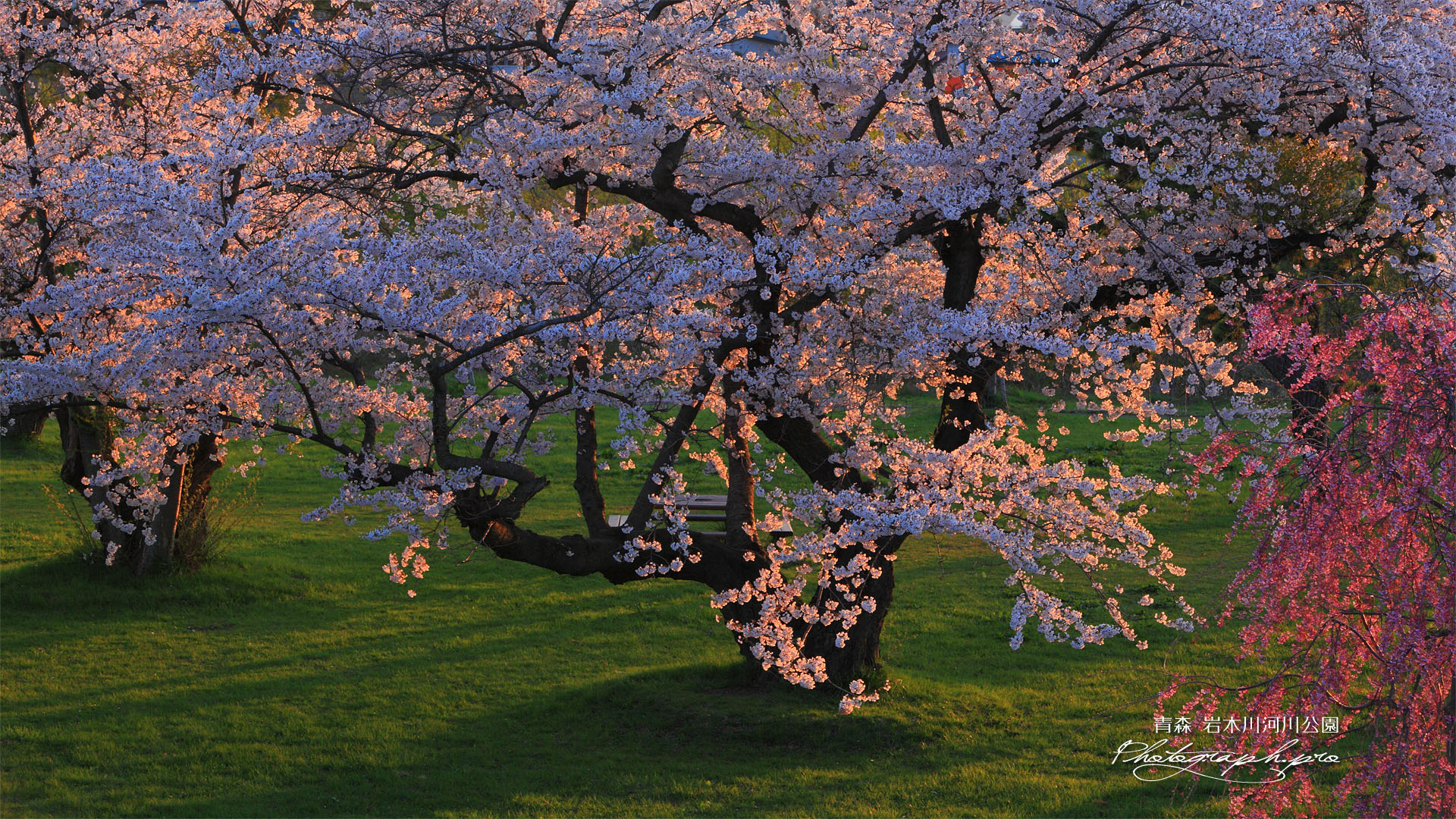 夕陽に照らされた岩木川河川公園の桜