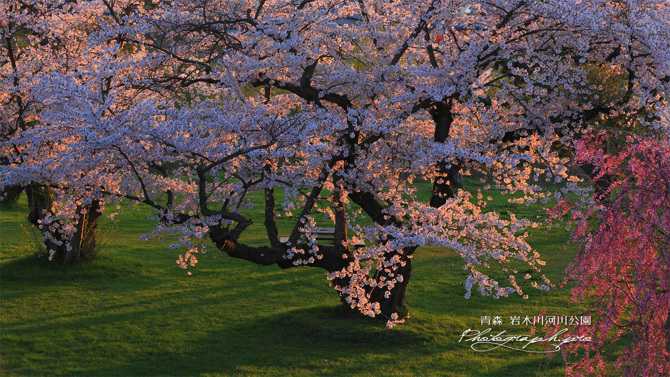 夕陽に照らされた岩木川河川公園の桜 壁紙
