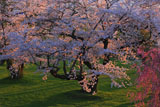 夕陽に照らされた岩木川河川公園の桜