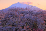 夕照の岩木山と岩木川河川公園の桜
