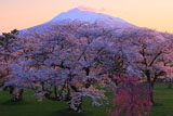 岩木川河川公園の桜