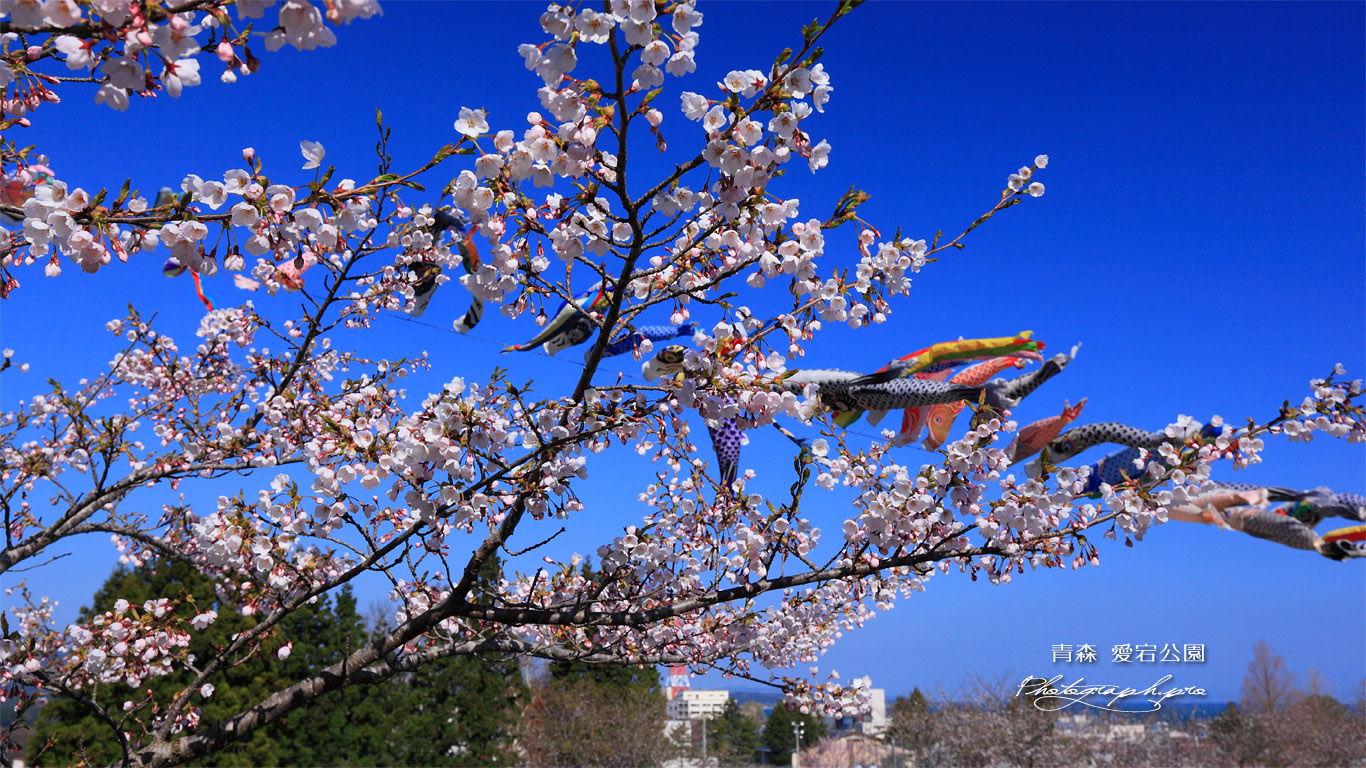 野辺地 愛宕公園 壁紙