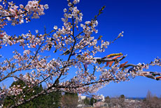 愛宕公園の桜