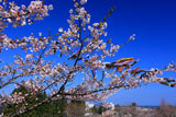 愛宕公園の桜