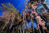 西光寺のシダレザクラ