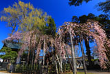 西光寺の枝垂れ桜と鐘楼